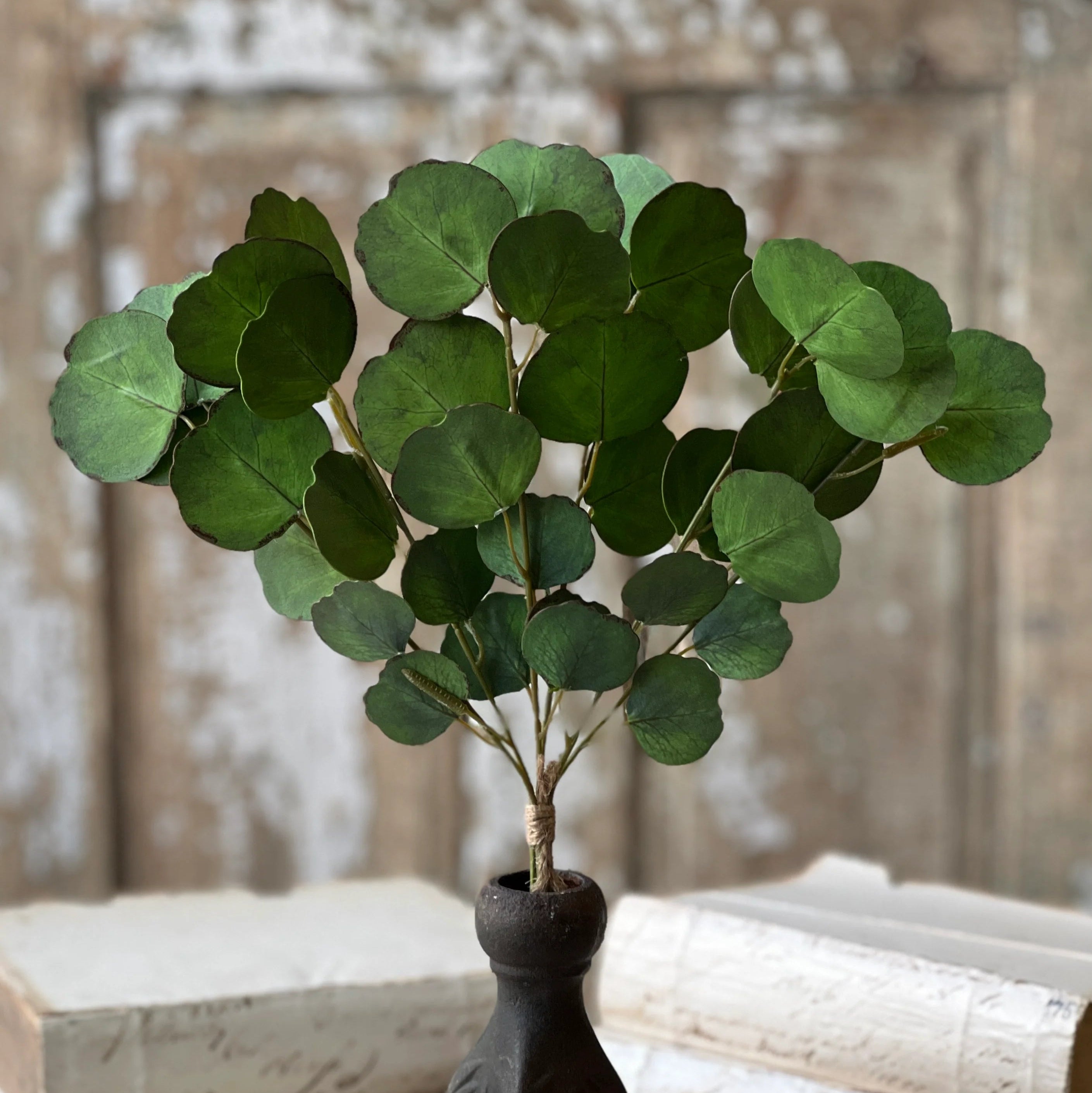 Greenback Eucalyptus Bundle