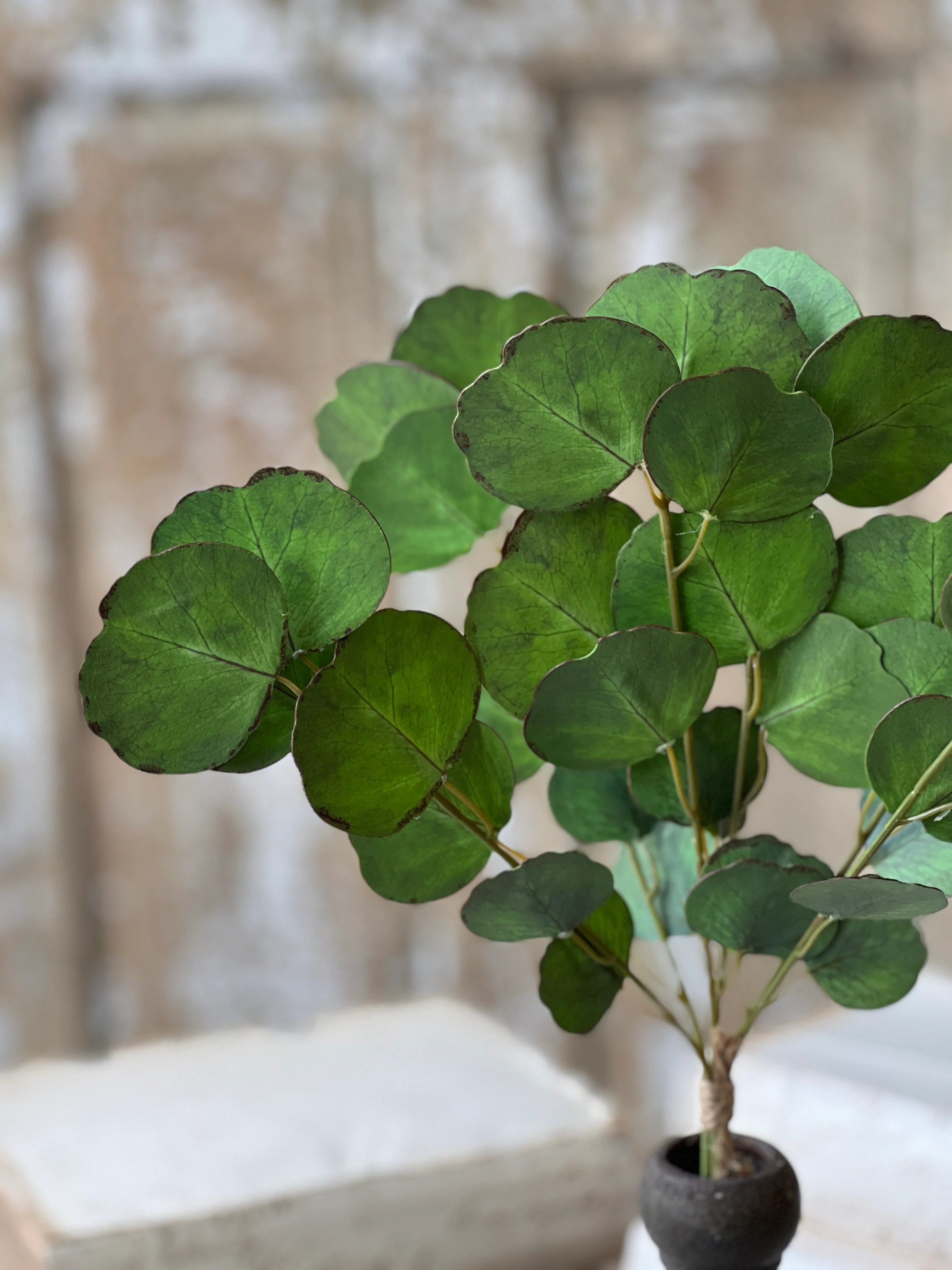 Greenback Eucalyptus Bundle