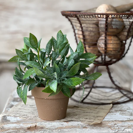 Potted 6" Herb Plant