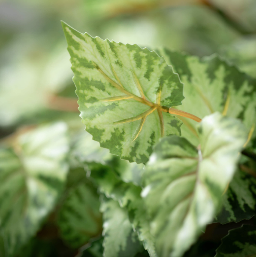 Begonia Leaf Bush