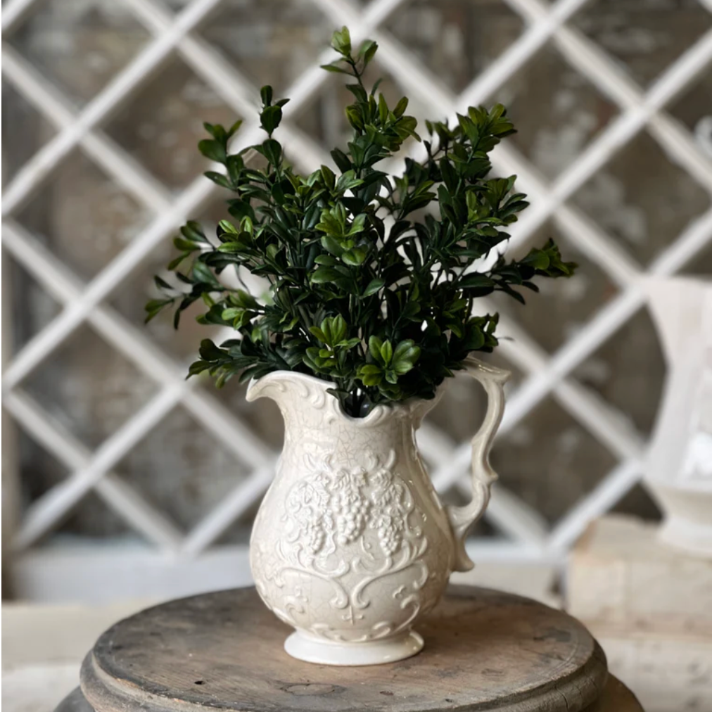 Galilee Boxwood Bush