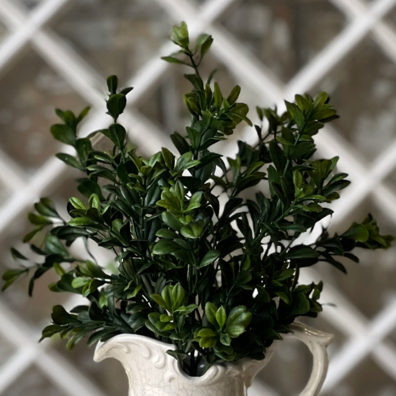 Galilee Boxwood Bush