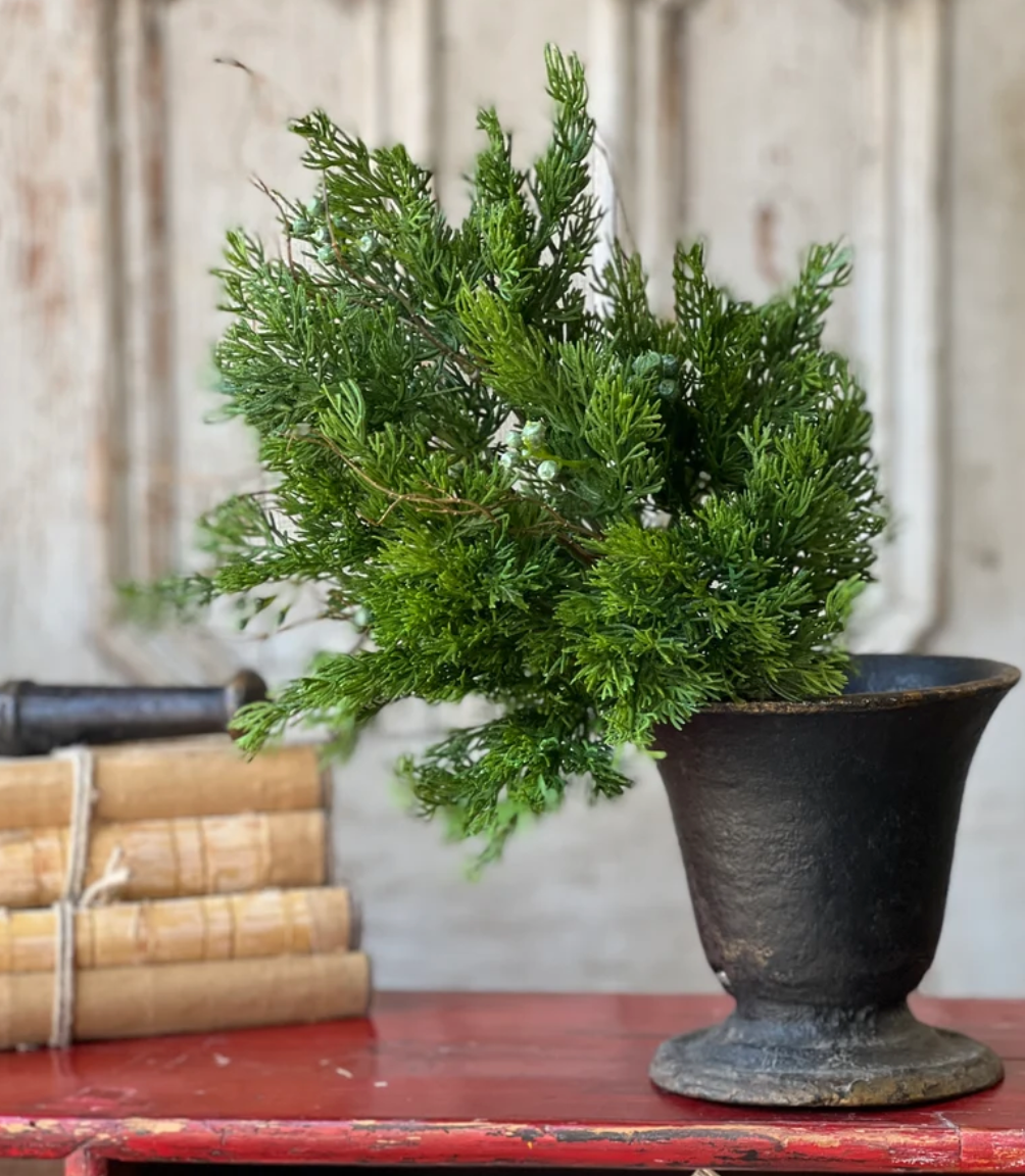 Dripping Cedar Bush