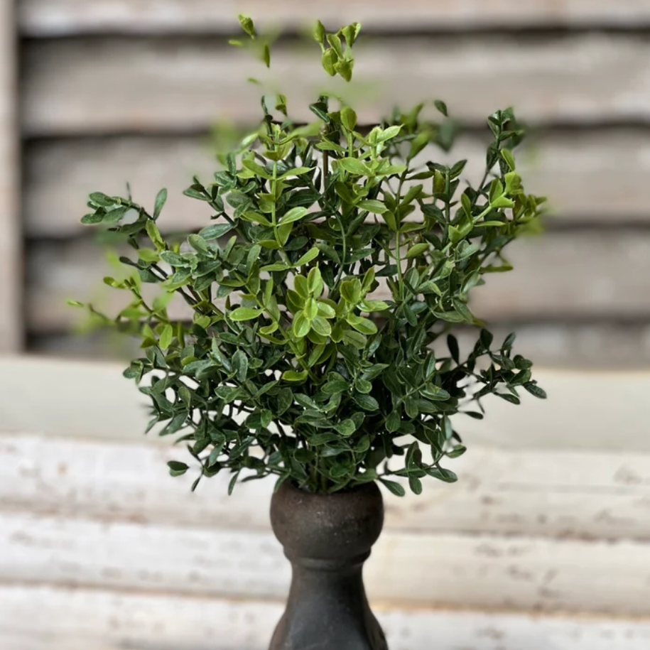 New England Boxwood Bush