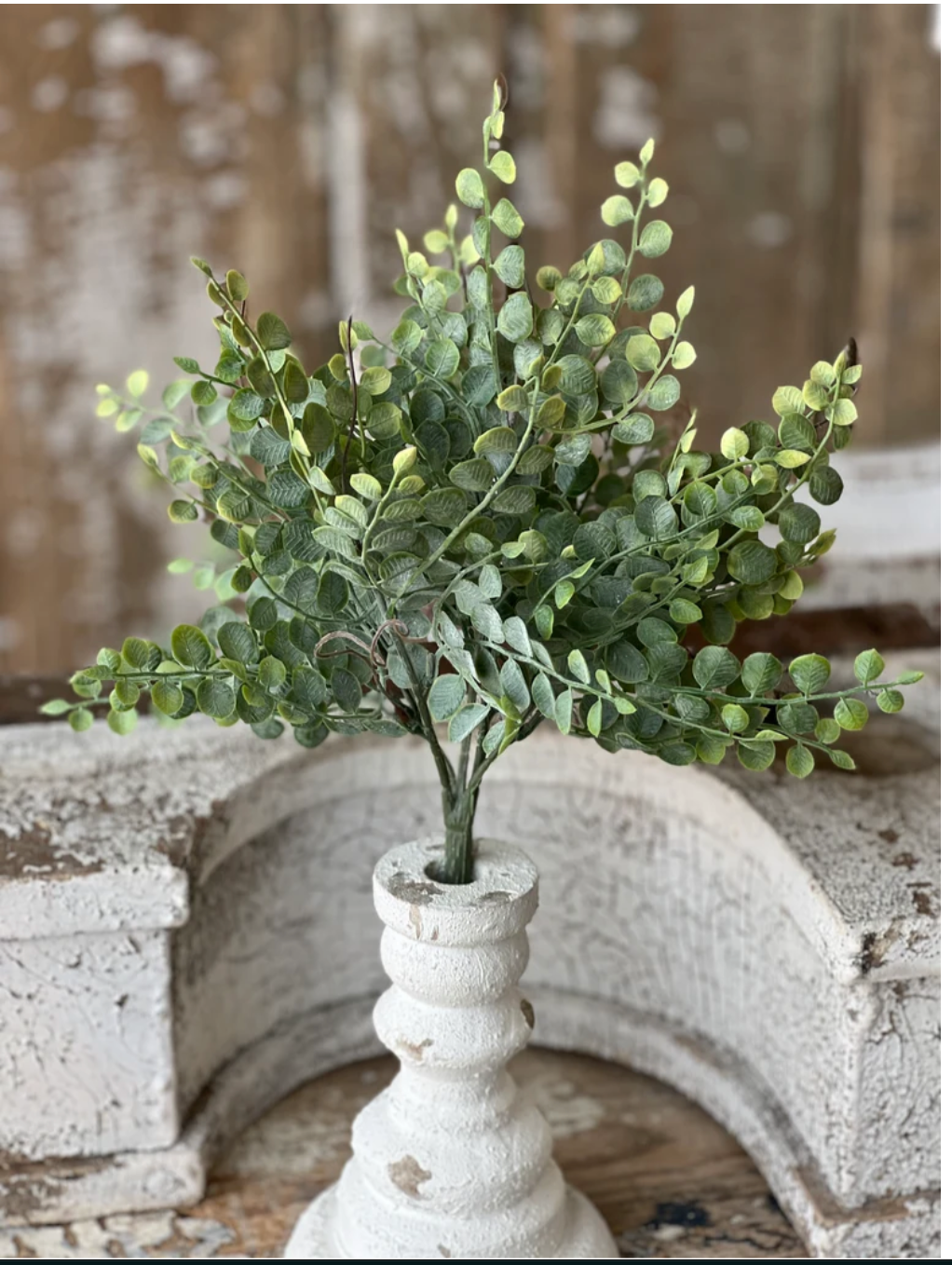 Cherub Vine Bush