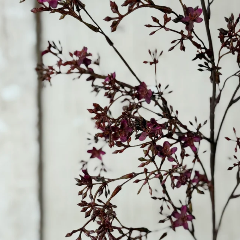 Sangria Meadowhue Blooms