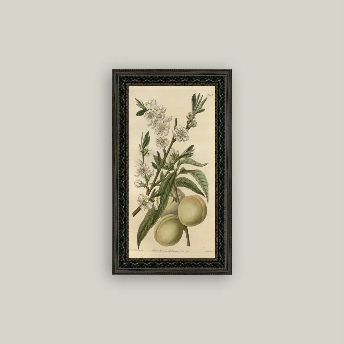Fruit Framed Antique Art