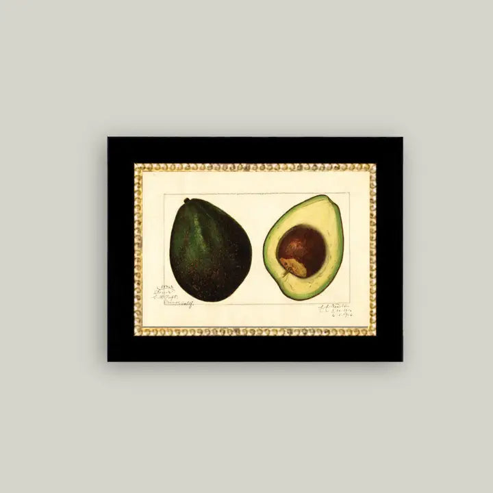 Study of a Avocado