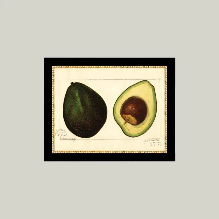 Study of a Avocado