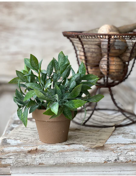 Potted 6" Herb Plant
