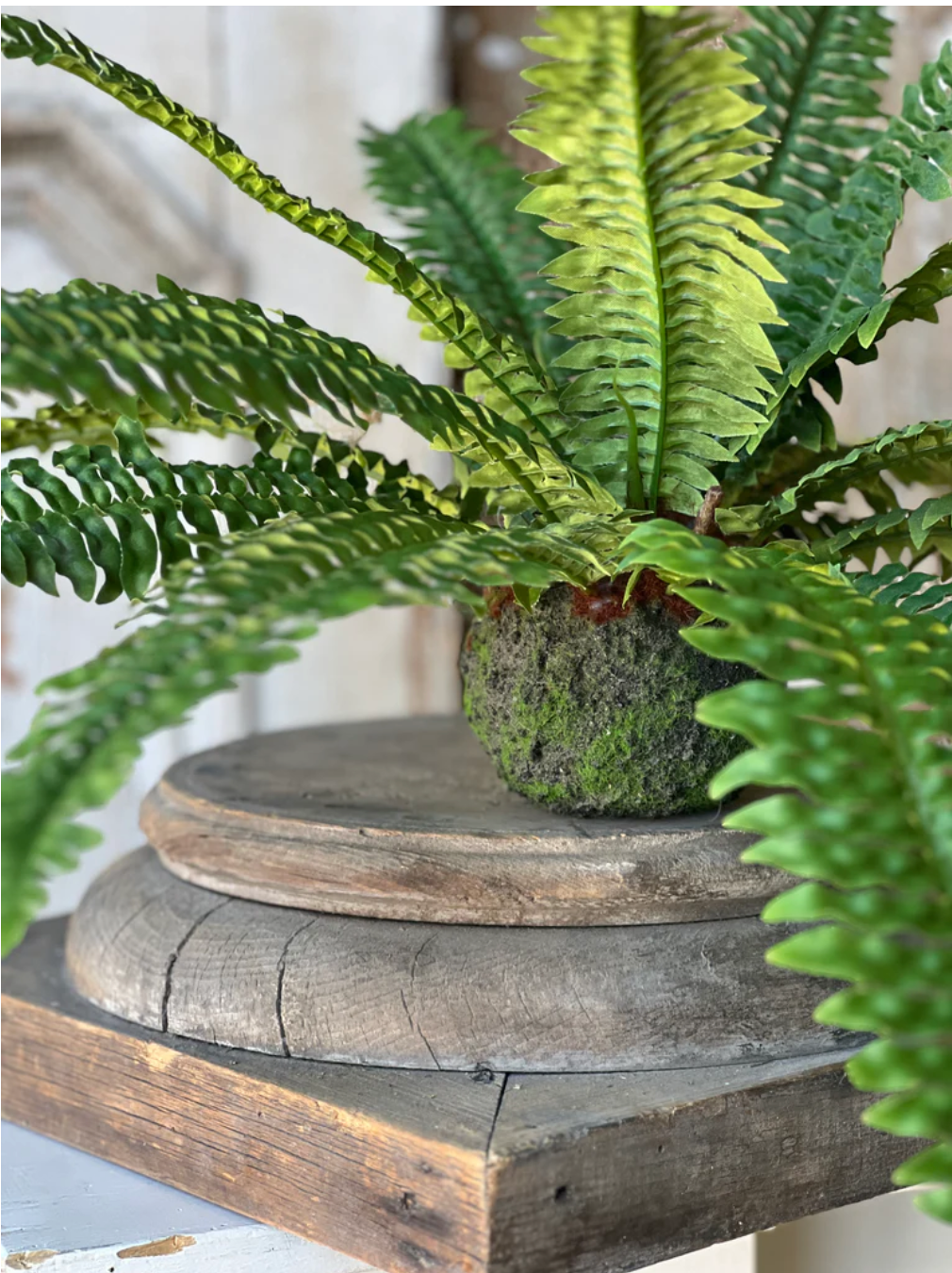 Niagara Fern Rooted Hanging 20"