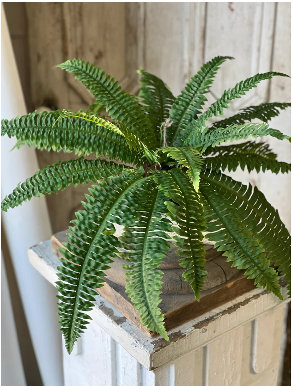 Niagara Fern Rooted Hanging 20"