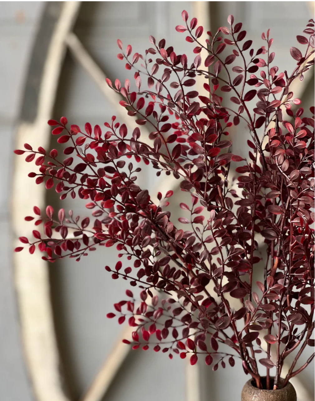 Red Ruta Rue Bush