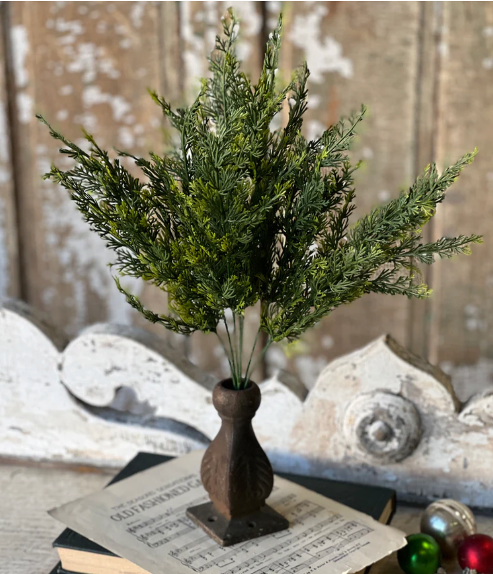 Clifton Hills Cedar Bush