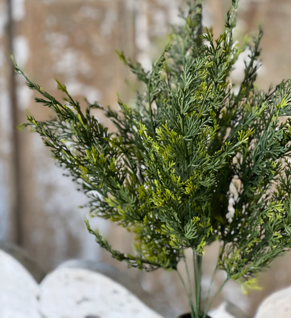 Clifton Hills Cedar Bush