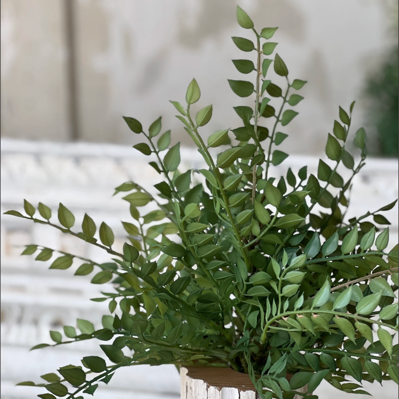 Wood Thrush Leaves Bush