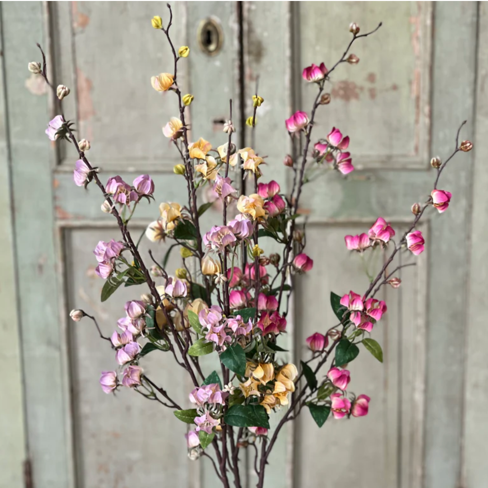 Daphne Blooms