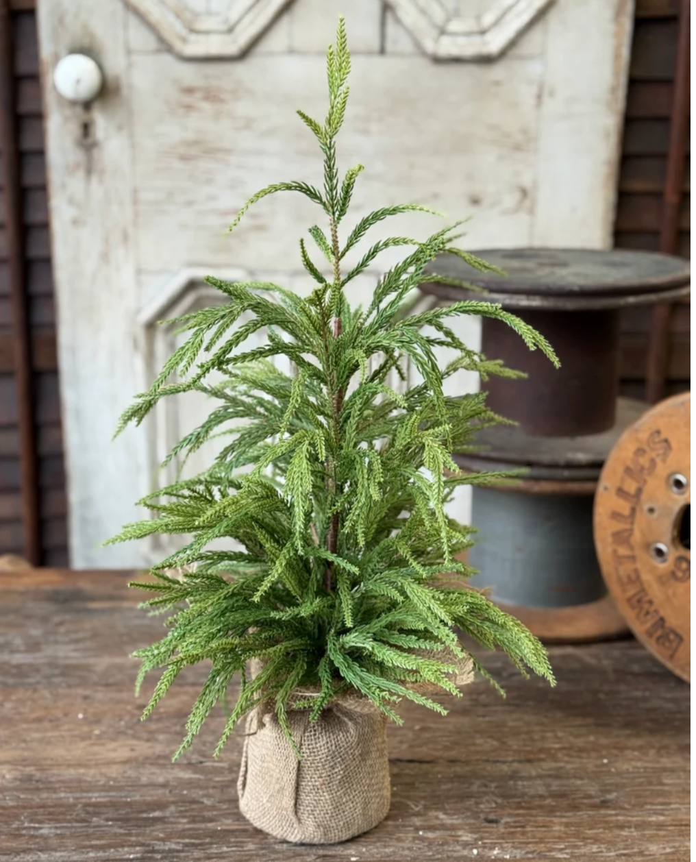 York Norfolk Pine Tree