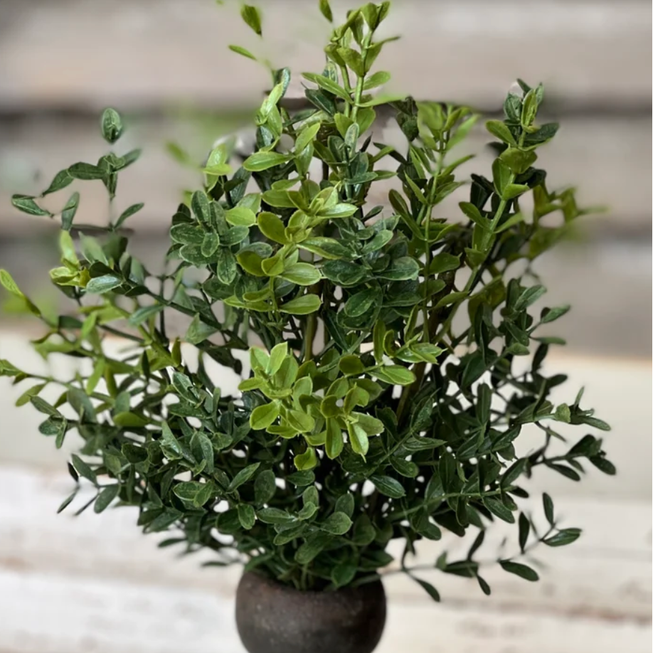 New England Boxwood Bush