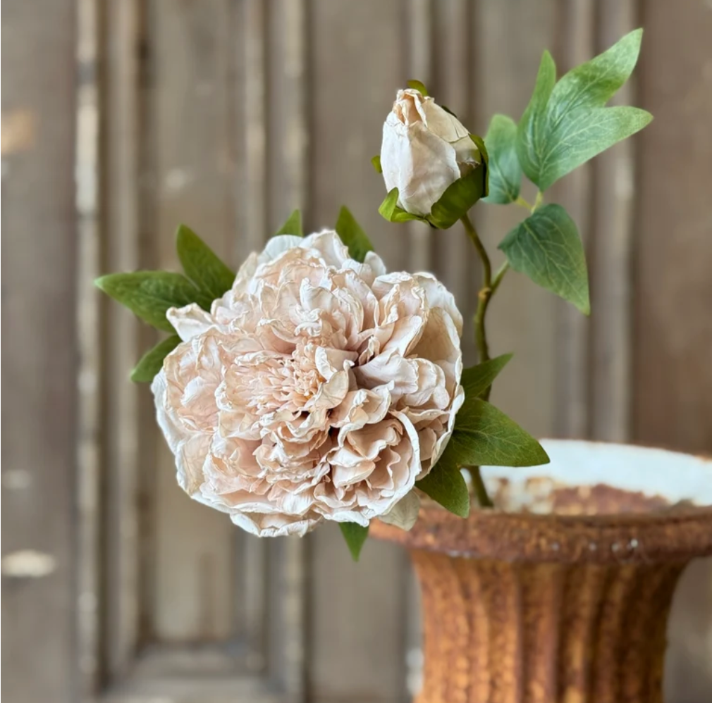 Lace Legacy Blooms